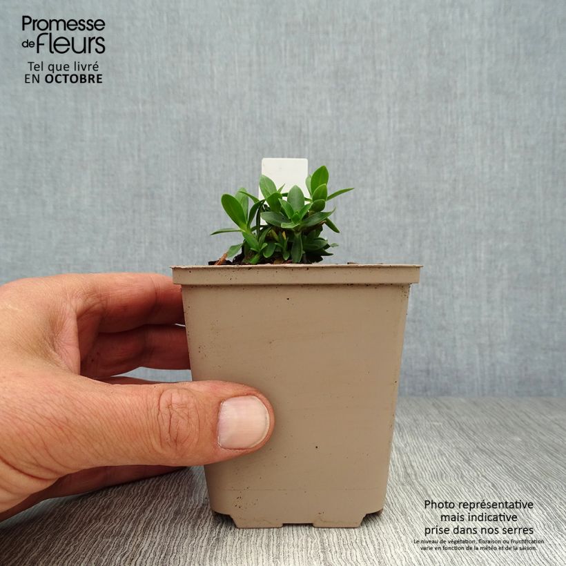 Amostra de Gentiana acaulis Vaso de 8/9 cm tal como entregue no outono