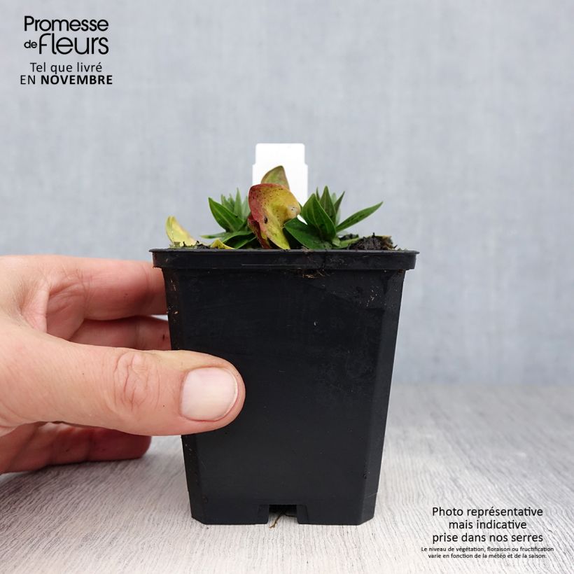 Amostra de Gentiana asclepiadea Vaso de 8/9 cm tal como entregue no outono