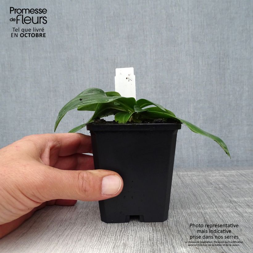 Amostra de Gentiana dahurica Vaso de 8/9 cm tal como entregue no outono