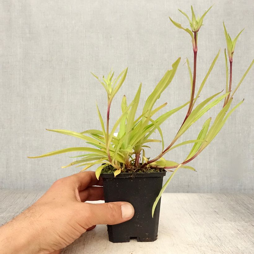 Amostra de Gentiana dahurica Vaso de 8/9 cm tal como entregue no verão