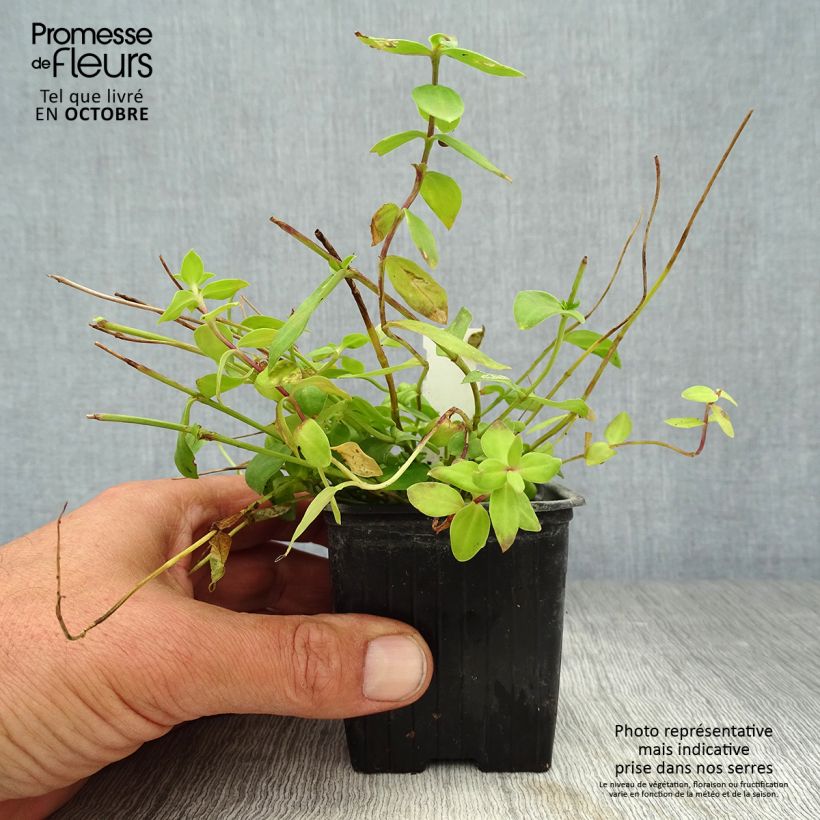 Amostra de Gentiana Little Pinkie Vaso de 8/9 cm tal como entregue no outono