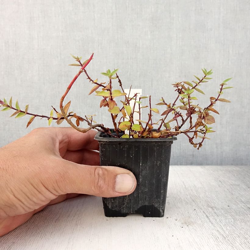 Amostra de Gentiana scabra Zuki Vaso de 8/9 cm tal como entregue no verão