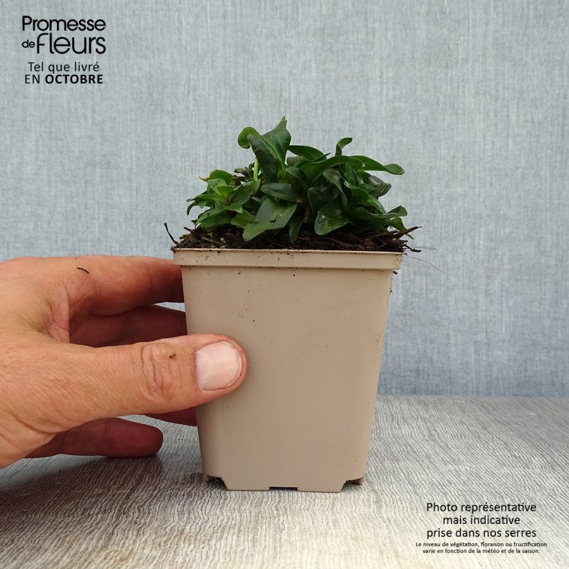 Amostra de Gentiana septemfida var. lagodechiana Vaso de 8/9 cm tal como entregue no outono