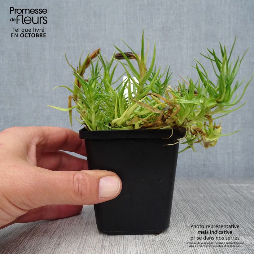 Amostra de Gentiana sino Vaso de 8/9 cm tal como entregue no outono