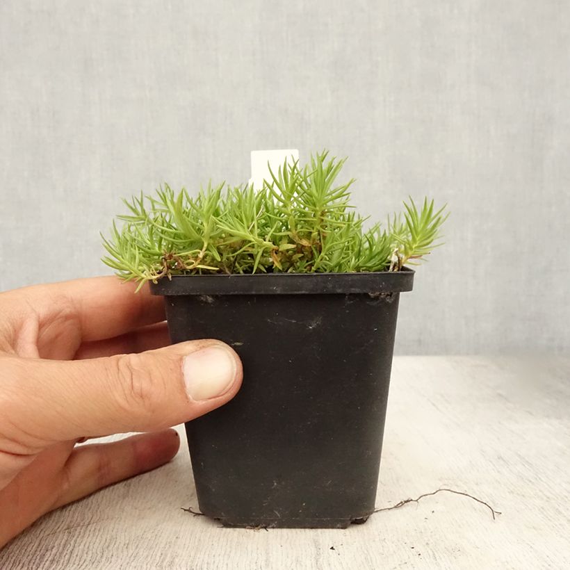 Amostra de Gentiana sino Vaso de 8/9 cm tal como entregue no verão