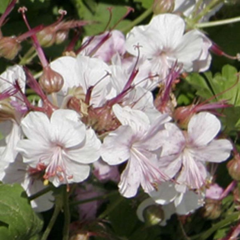 Geranium cantabrigiense Biokovo (Floração)