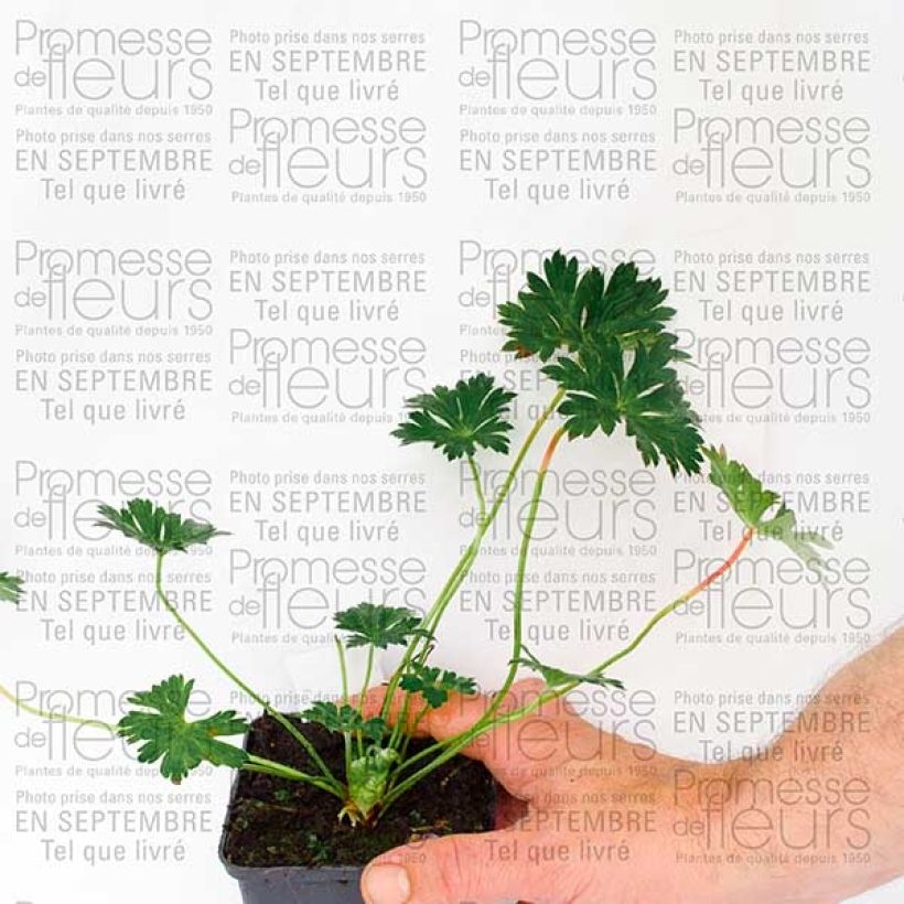 Amostra de Gerânio Rozanne Vaso de 8/9 cm tal como entregue no outono
