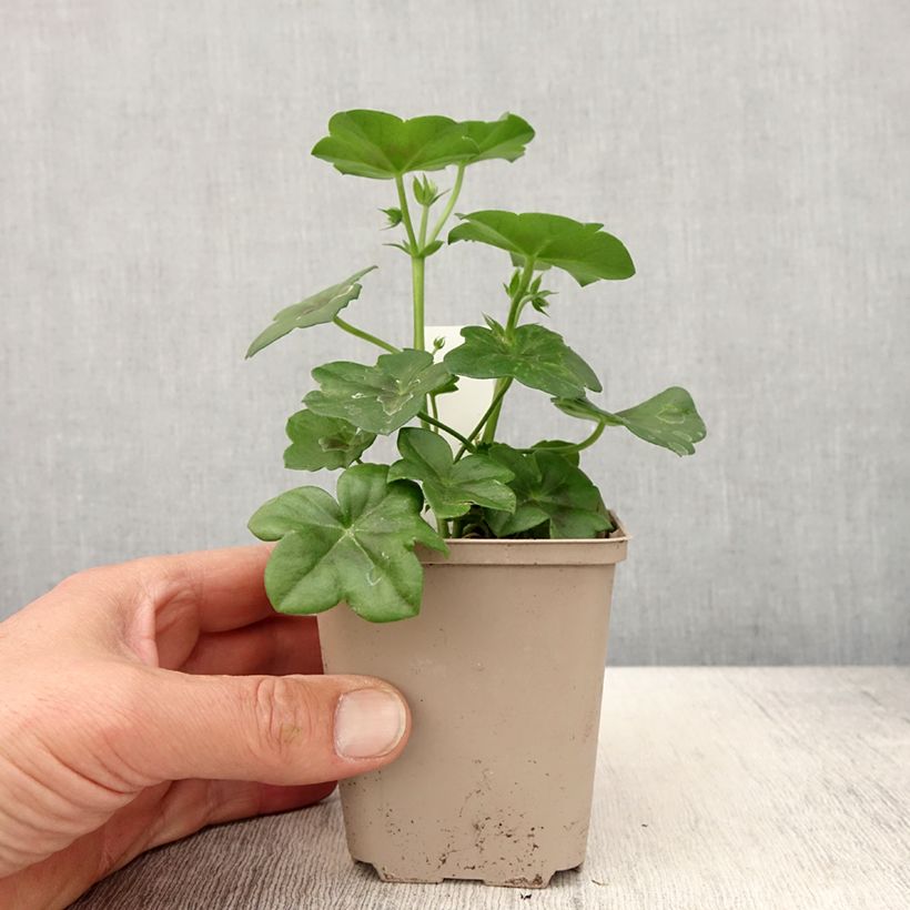 Amostra de Géranium lierre Rainbow Amethyst - Pelargonium peltatum  Godet de 8/9 cm tal como entregue na primavera