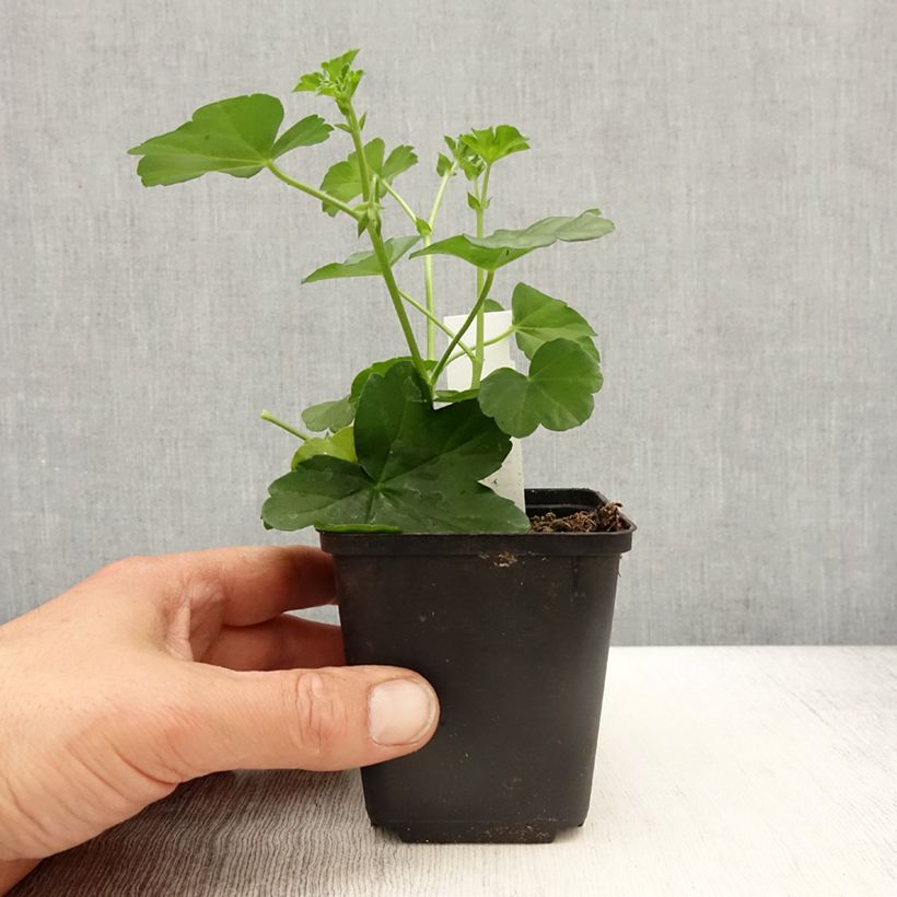 Amostra de Géranium-lierre Roi des Balcons Desrumeaux Godet de 8/9 cm tal como entregue na primavera