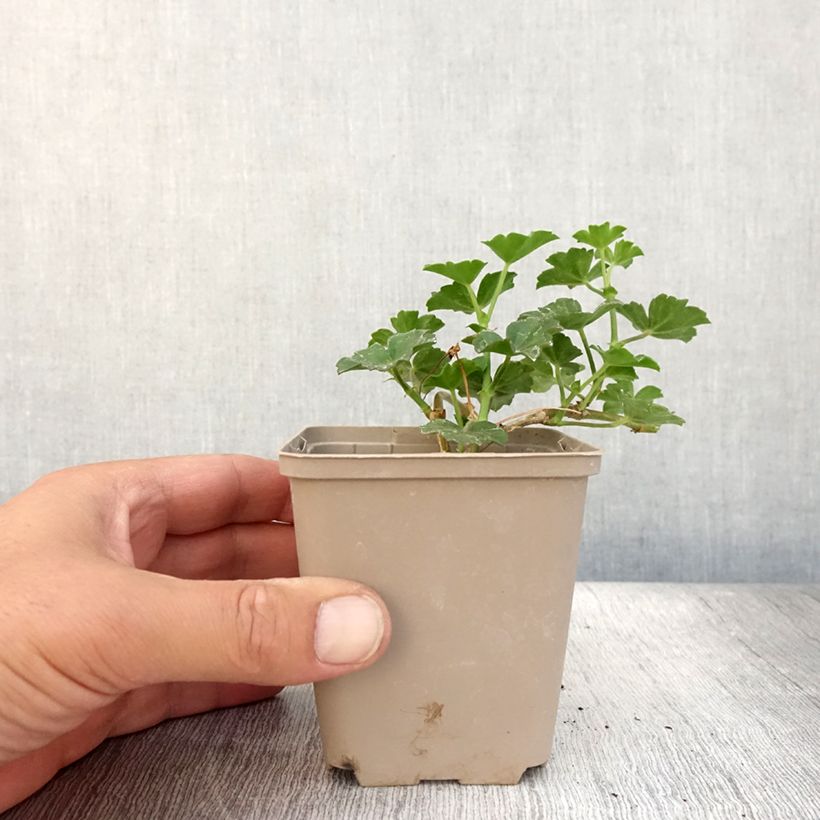 Amostra de Gerânio Hera Balcon Rosa Lilás Vaso de 8/9 cm tal como entregue no verão