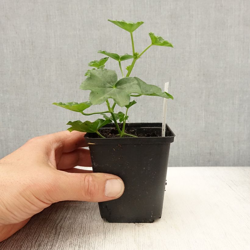 Amostra de Gerânio Hera Balcon Imperial Vermelho Vaso de 8/9 cm tal como entregue na primavera