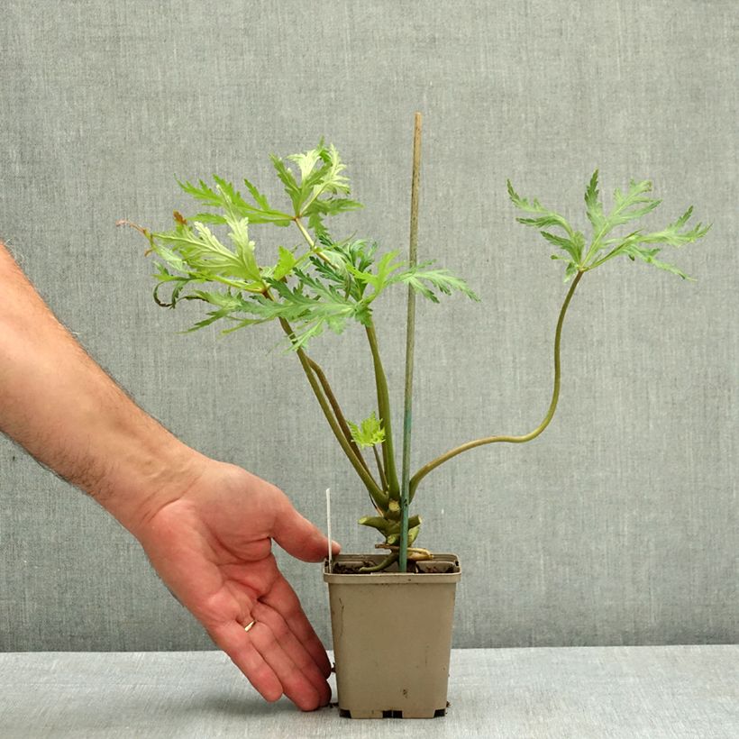Amostra de Geranium maderense Album Vaso de 8/9 cm tal como entregue no verão
