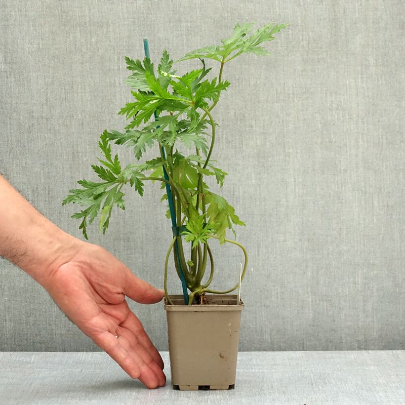 Amostra de Geranium maderense Album Vaso de 8/9 cm tal como entregue na primavera