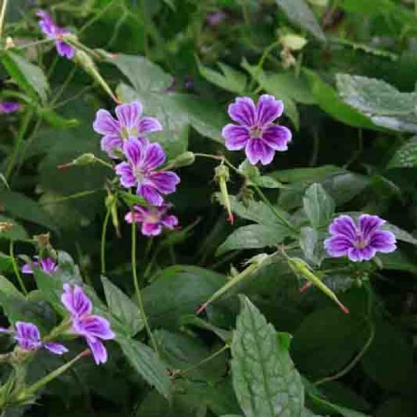 Geranium nodosum Clos du Coudray (Floração)