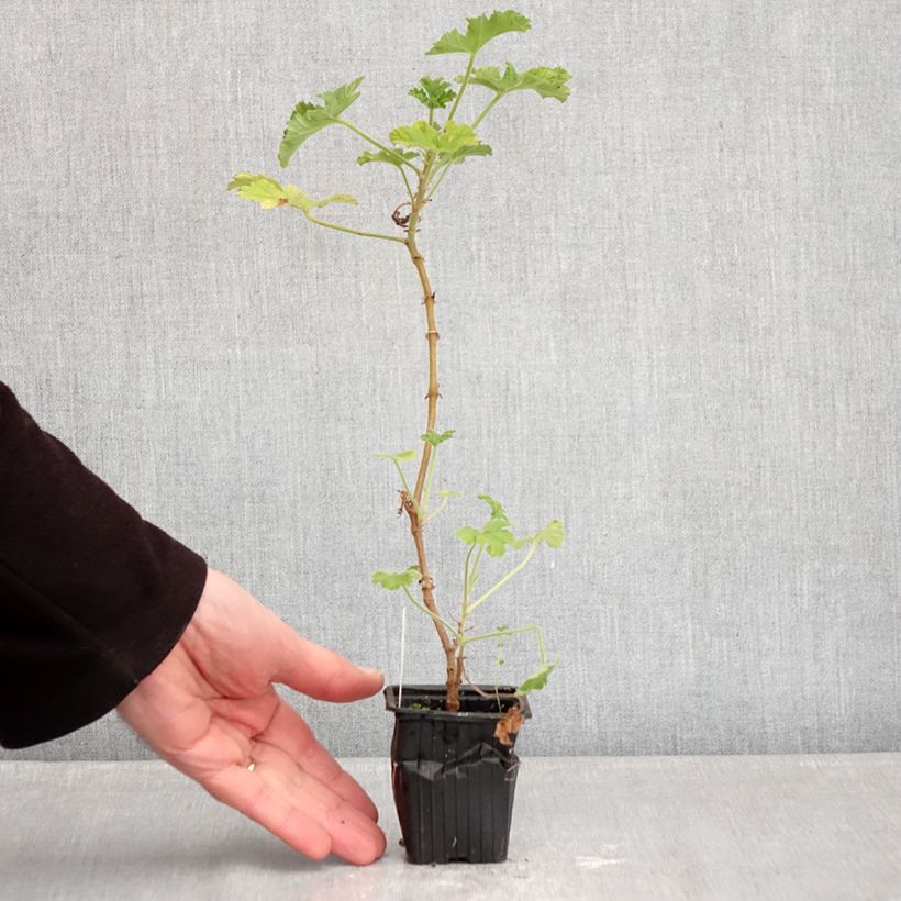 Amostra de Gerânio perfumado Rosat Vaso de 7/8 cm tal como entregue no inverno