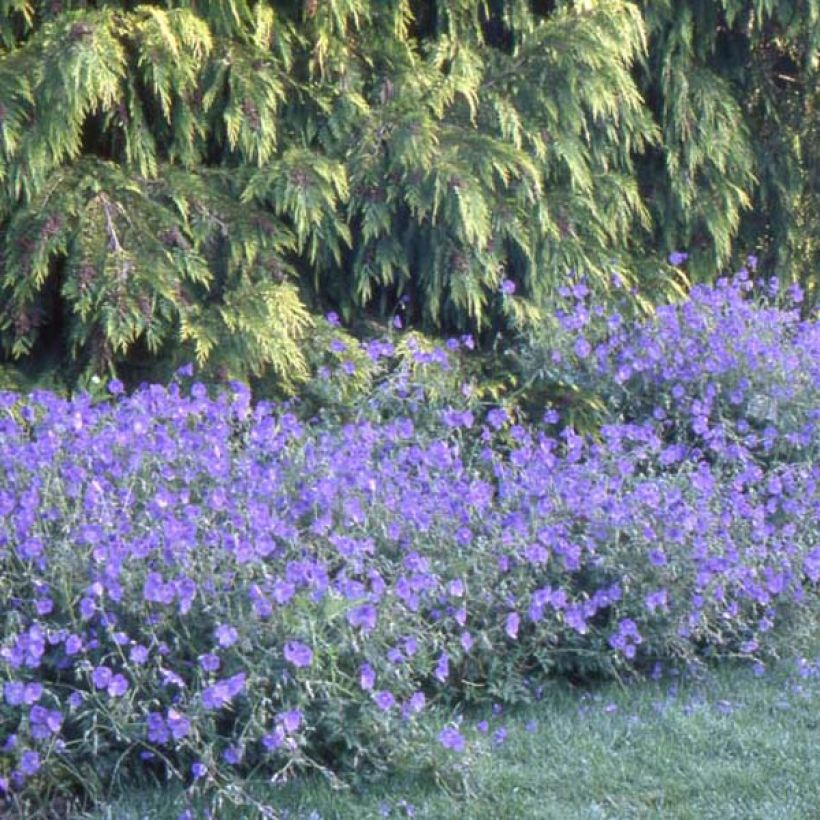 Gerânio Orion - Geranium (Hábito)