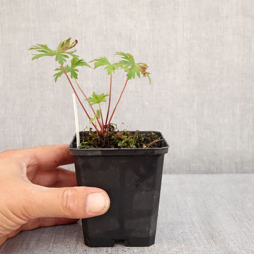 Amostra de Geranium pratense Else Lacey Vaso de 8/9 cm tal como entregue no verão