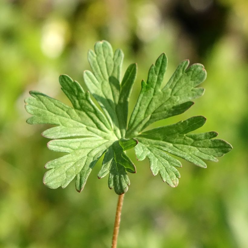 Geranium pratense Else Lacey (Folhagem)