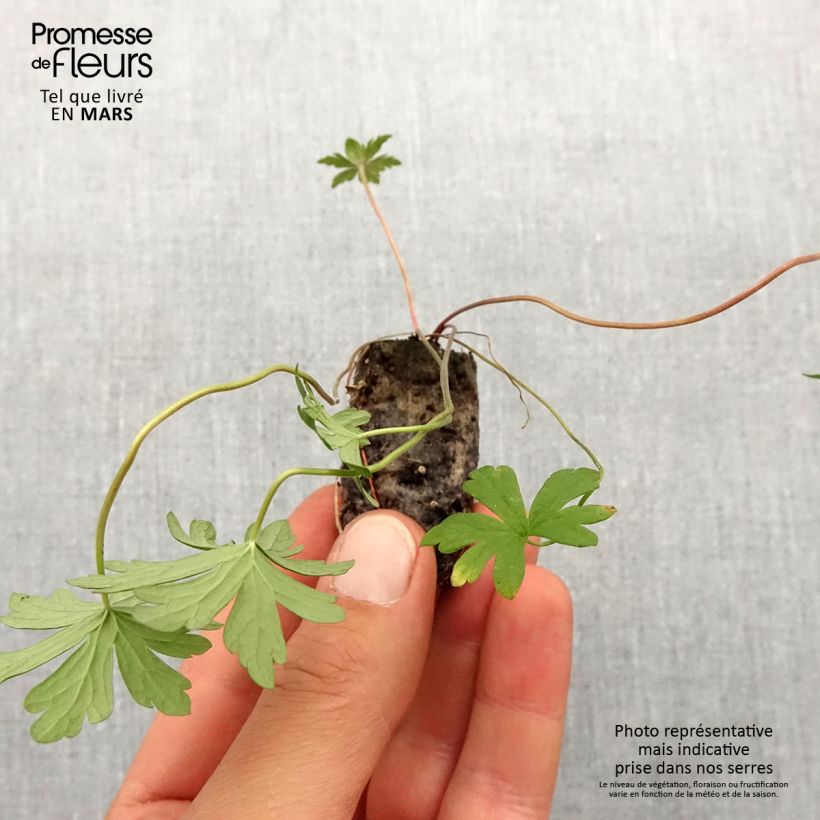 Amostra de Geranium pratense Else Lacey - géranium des prés Mini-torrão Ø 1,5/2,5 cm tal como entregue na primavera