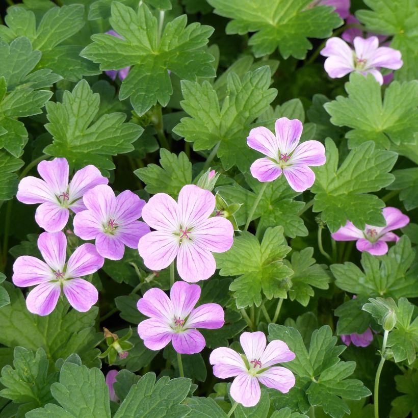 Gerânio Mavis Simpson - Geranium riversleaianum (Floração)