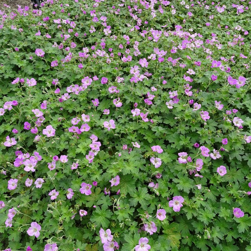 Gerânio Mavis Simpson - Geranium riversleaianum (Hábito)