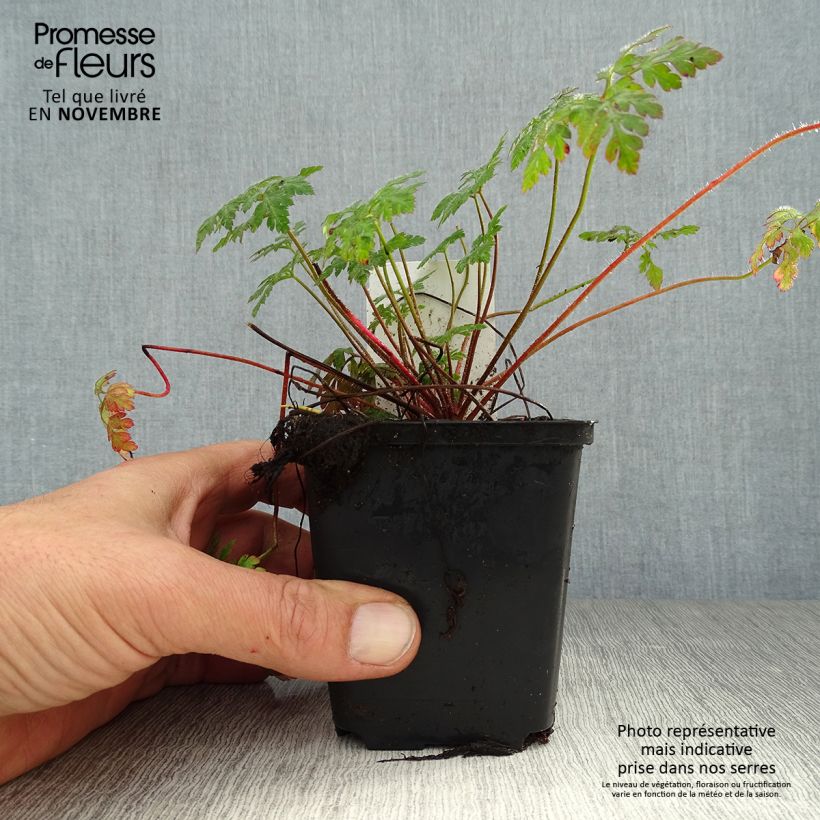 Amostra de Erva-de-são-roberto  - Geranium robertianum Vaso de 8/9 cm tal como entregue no outono