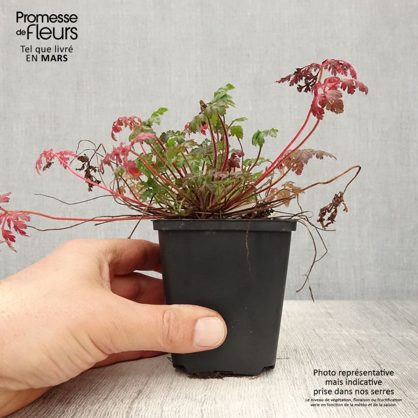 Amostra de Erva-de-são-roberto  - Geranium robertianum Vaso de 8/9 cm tal como entregue na primavera