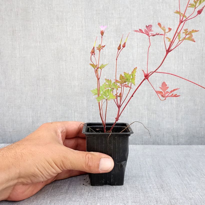 Amostra de Erva-de-são-roberto  - Geranium robertianum Vaso de 8/9 cm tal como entregue no verão