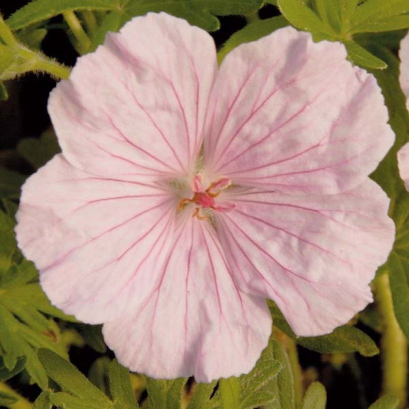 Gerânio-sanguíneo var. striatum - Geranium sanguineum (Floração)
