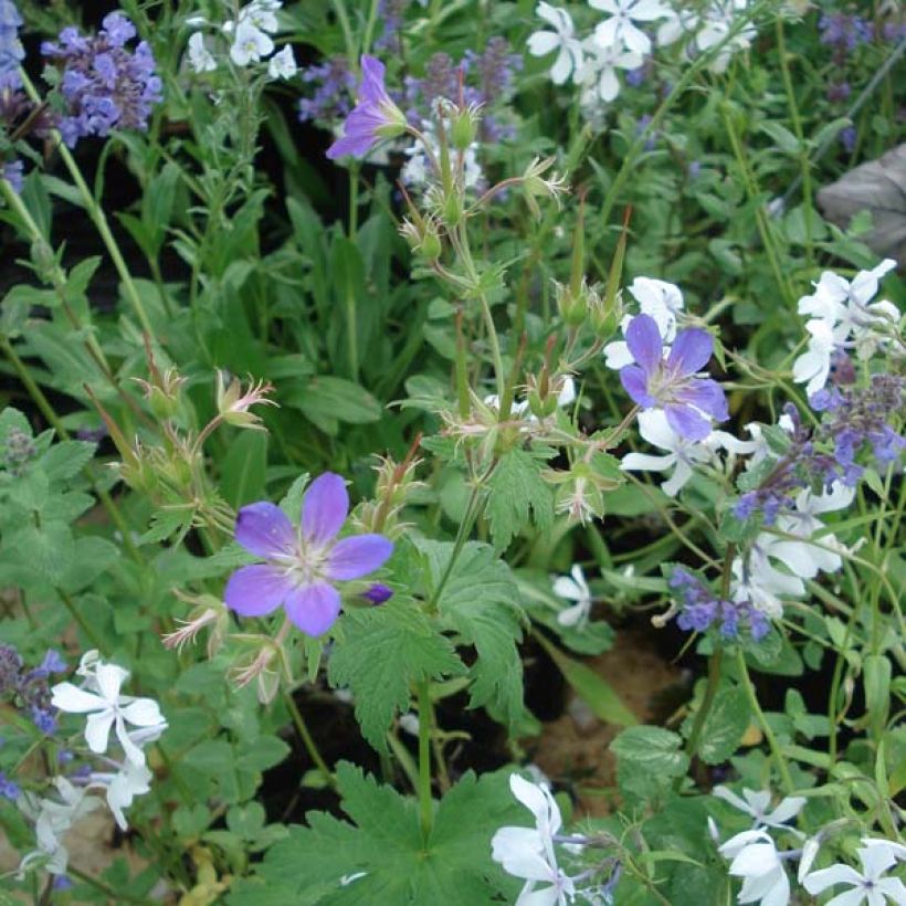 Geranium sylvaticum Ice Blue (Hábito)