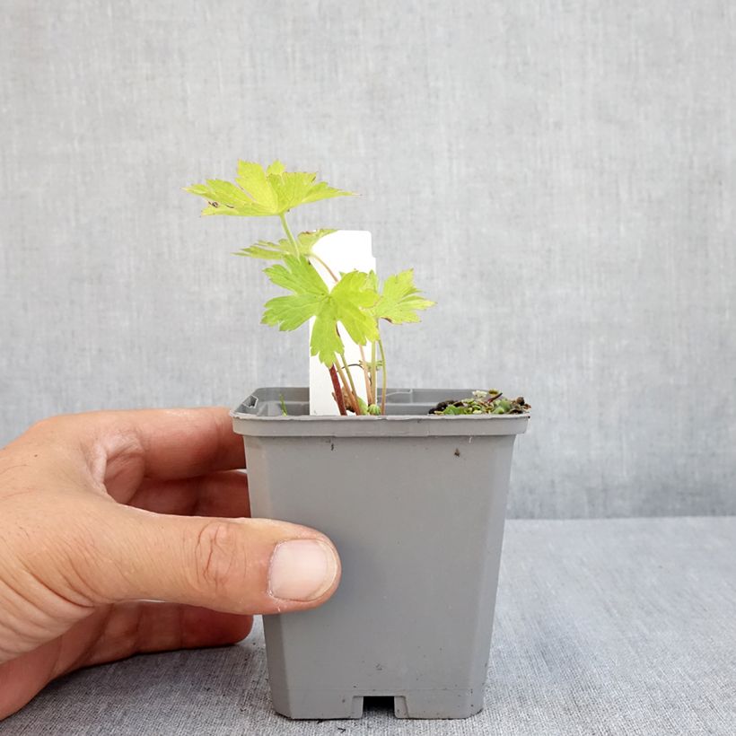 Amostra de Gerânio Ann Folkard - Geranium Vaso de 8/9 cm tal como entregue no verão