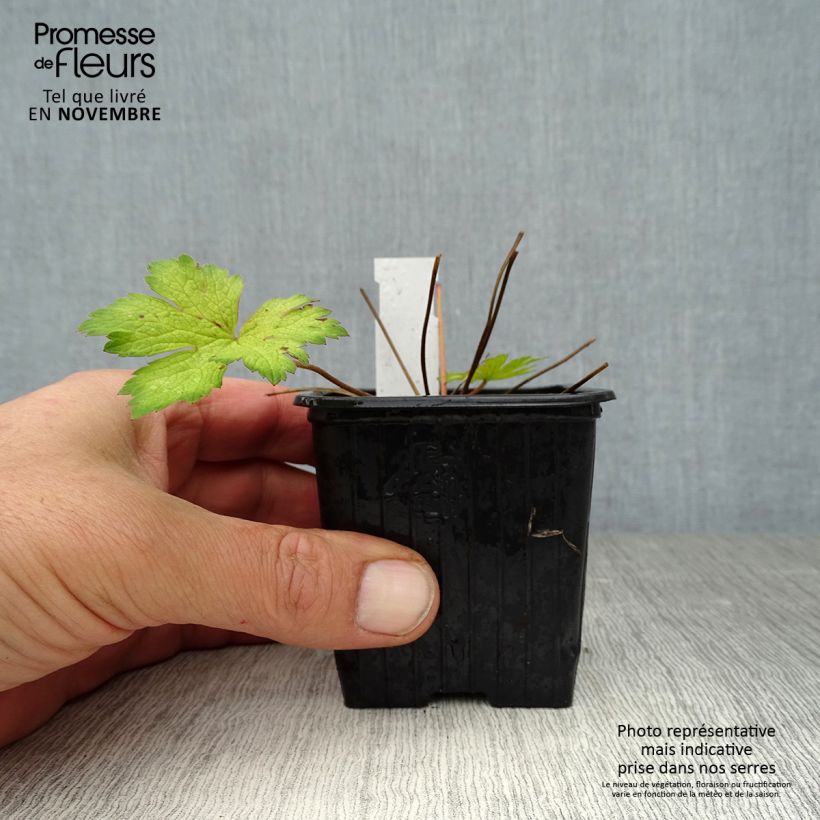 Amostra de Gerânio Ann Folkard - Geranium Vaso de 8/9 cm tal como entregue no outono