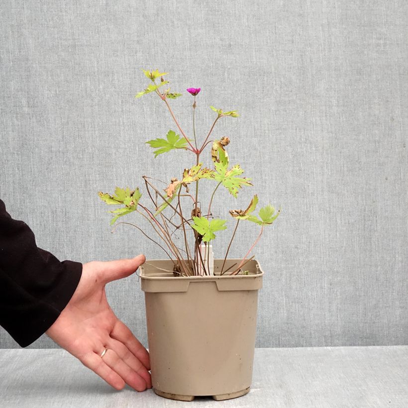 Amostra de Gerânio Ann Folkard - Geranium Vaso de 2 L/3 L tal como entregue no outono