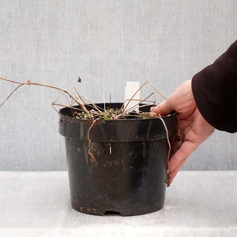 Amostra de Gerânio Ann Folkard - Geranium Vaso de 2 L/3 L tal como entregue no inverno