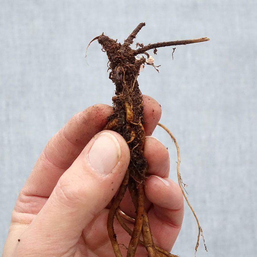 Amostra de Gerânio Ann Folkard - Geranium Raízes nuas tal como entregue no inverno