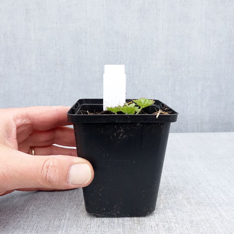 Amostra de Gerânio-sanguíneo Anne's Family® Carol Anne - Geranium sanguineum Vaso de 8/9 cm tal como entregue na primavera