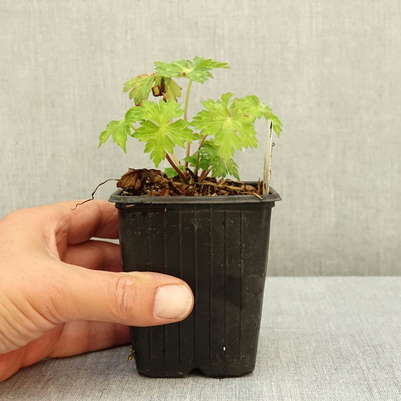 Amostra de Gerânio Anne's Family® Mary Anne - Geranium Vaso de 8/9 cm tal como entregue no verão