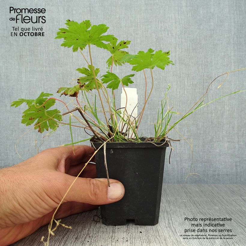 Amostra de Gerânio Anne Thomson - Geranium Vaso de 8/9 cm tal como entregue no outono
