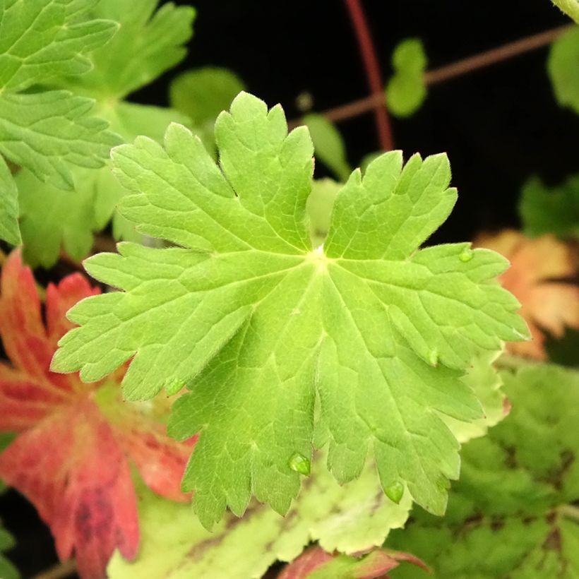 Gerânio Anne Thomson - Geranium (Folhagem)