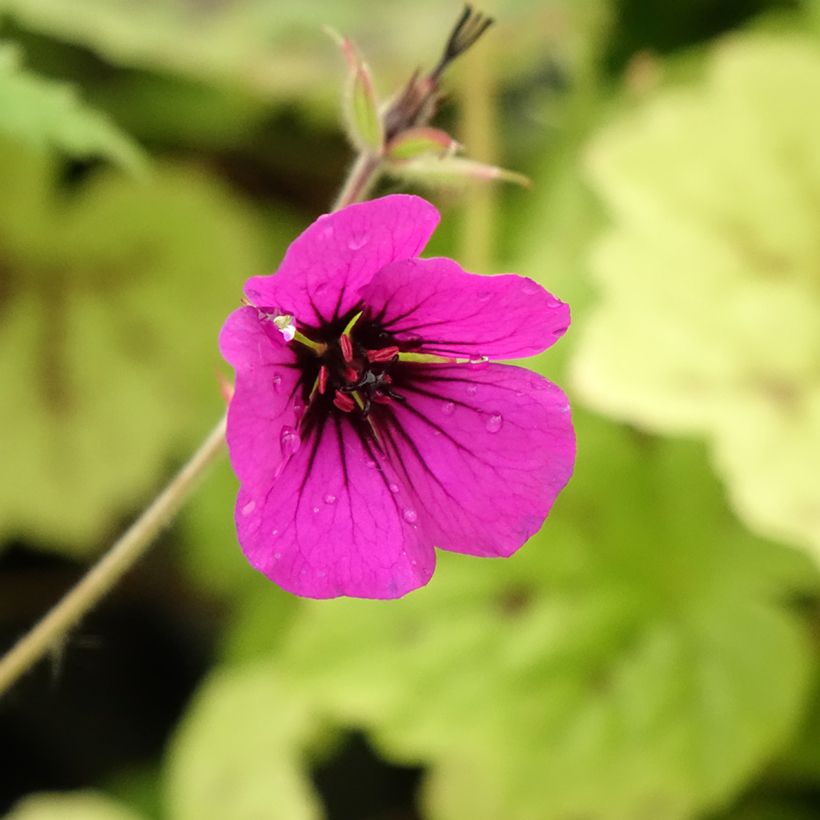 Gerânio Anne Thomson - Geranium (Floração)