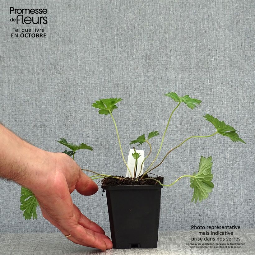 Amostra de Gerânio Azure Rush - Geranium x wallichianum Vaso de 8/9 cm tal como entregue no outono
