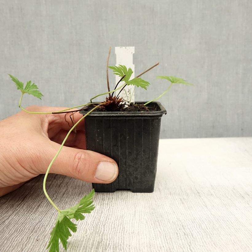 Amostra de Gerânio Blue Cloud - Geranium x collinum Vaso de 8/9 cm tal como entregue no outono