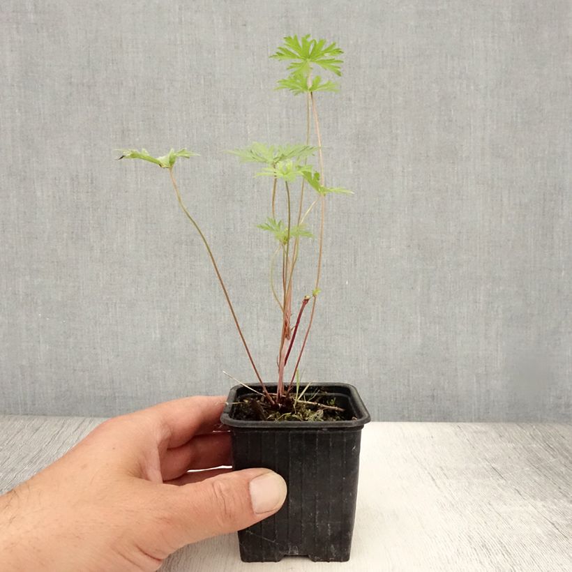 Amostra de Gerânio Blue Cloud - Geranium x collinum Vaso de 8/9 cm tal como entregue no verão