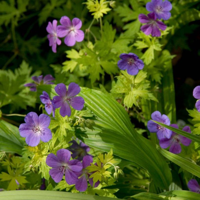 Gerânio Blue Sunrise - Geranium (Floração)
