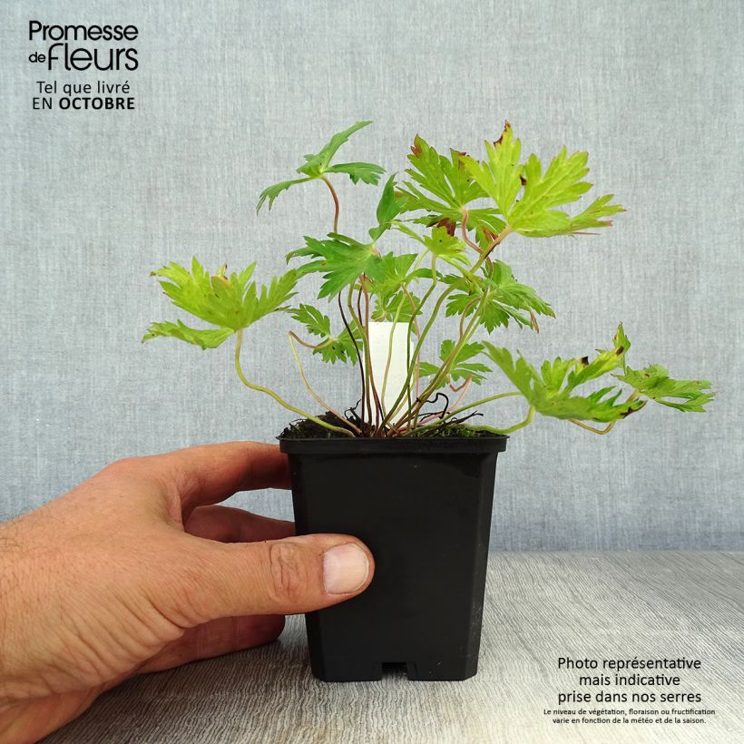 Amostra de Gerânio Blue Sunrise - Geranium Vaso de 8/9 cm tal como entregue no outono