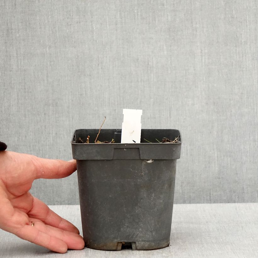 Amostra de Gerânio Blue Sunrise - Geranium Vaso de 2 L/3 L tal como entregue na primavera