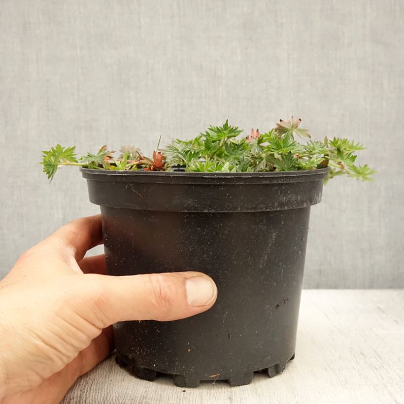 Amostra de Gerânio-sanguíneo Blushing Turtle - Geranium sanguineum Vaso de 2 L/3 L tal como entregue na primavera