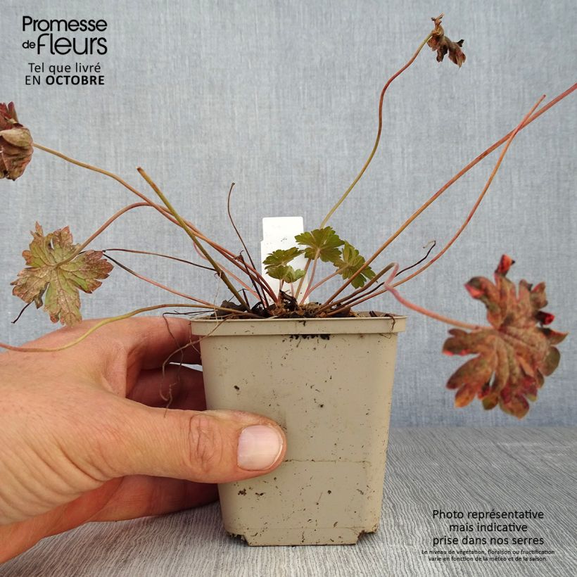 Amostra de Gerânio Bob's Blunder - Geranium x sessiliflorum Vaso de 8/9 cm tal como entregue no outono