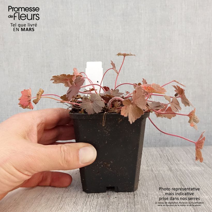 Amostra de Gerânio Bob's Blunder - Geranium x sessiliflorum Vaso de 8/9 cm tal como entregue na primavera