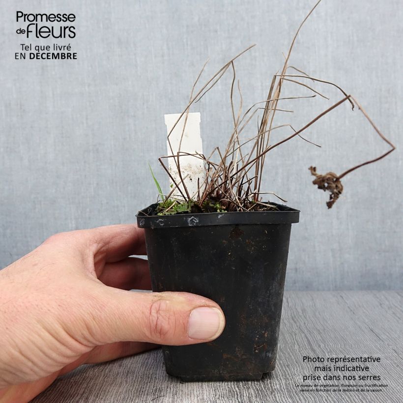 Amostra de Gerânio Brookside - Geranium Vaso de 8/9 cm tal como entregue no outono